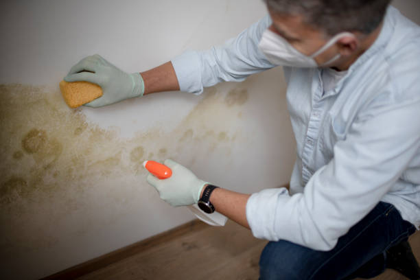 Professional Mold Removal in Englewood, TN